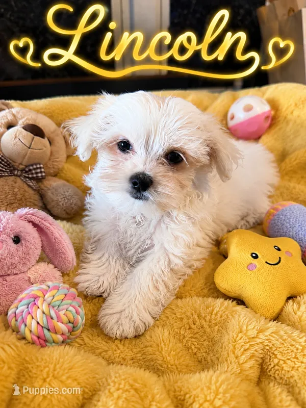 Lincoln  – Maltese puppy for sale in New Port Richey, FL