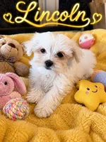 Lincoln , a male Maltese for sale in New Port Richey, FL – 1 of 3
