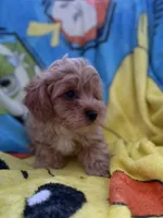 Kash, a male Yorkipoo and Poodle - Toy  for sale in New Port Richey, FL – 3 of 9