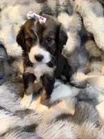 Quinn F1, a female Bernedoodle for sale in New Port Richey, FL – Photo 2 of 5