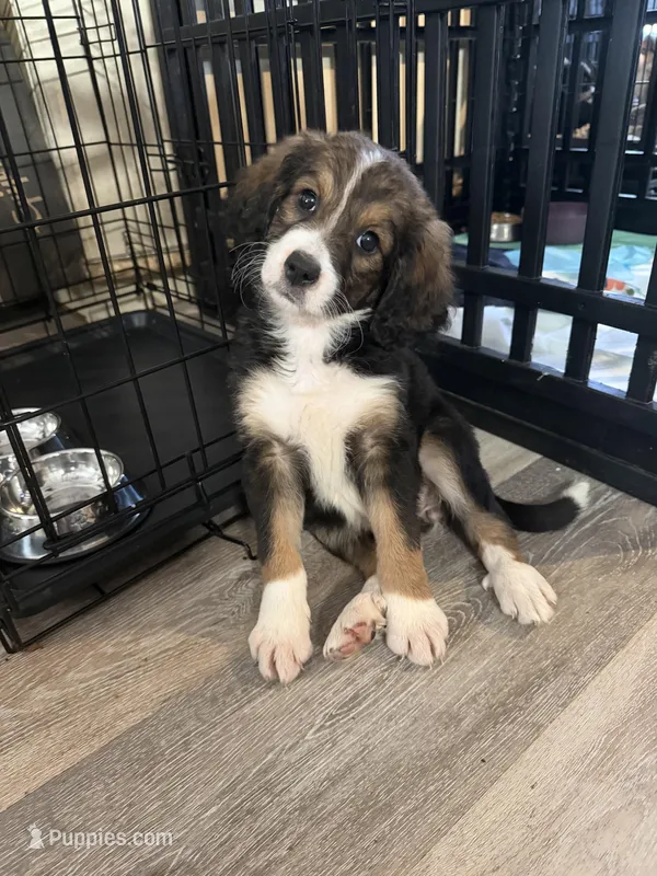 Quinn F1 – Bernedoodle puppy for sale in New Port Richey, FL