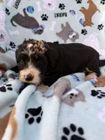 processed/c4e36716-89f0-4c47-ba05-c650dec672a0/listing/86a35c44-e3a1-42f6-b193-1af5b771ad6e/4a073d9b-692f-459f-a52d-ffe244fc01b6