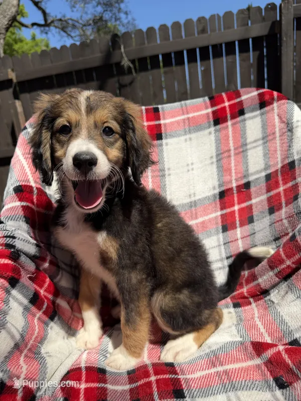 Quinn F1 – Bernedoodle puppy for sale in New Port Richey, FL