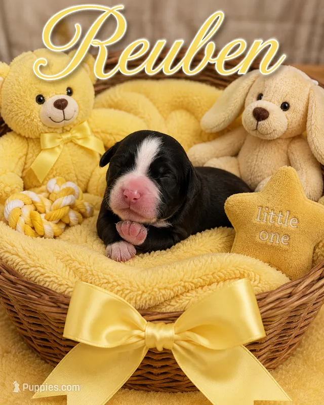 Reuben – Bernedoodle puppy for sale in New Port Richey, FL