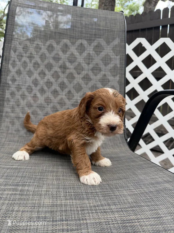 Eli – Miniature Goldendoodle puppy for sale in New Port Richey, FL