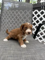 Esme, a female Miniature Goldendoodle for sale in New Port Richey, FL – 1 of 4