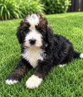 Simon, a male Bernedoodle for sale in New Port Richey, FL – 2 of 4