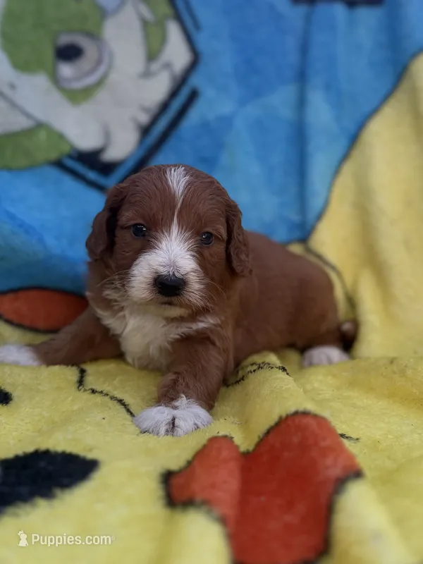 Emerson  – Miniature Goldendoodle puppy for sale in New Port Richey, FL