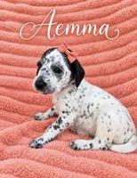 Aemma Dalmadoodle, a female Dalmatian and Poodle - Miniature  for sale in New Port Richey, FL – 2 of 2