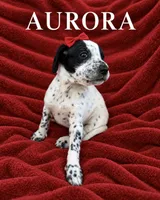 Aurora Dalmadoodle, a male Dalmatian for sale in New Port Richey, FL – 3 of 3
