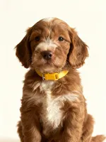 Emery, a female Miniature Goldendoodle for sale in New Port Richey, FL – 2 of 3