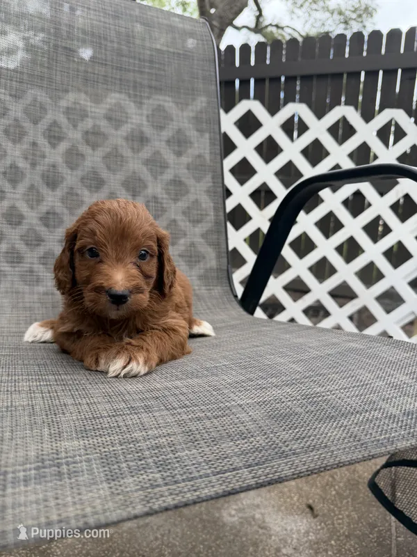 Edison – Miniature Goldendoodle puppy for sale in New Port Richey, FL