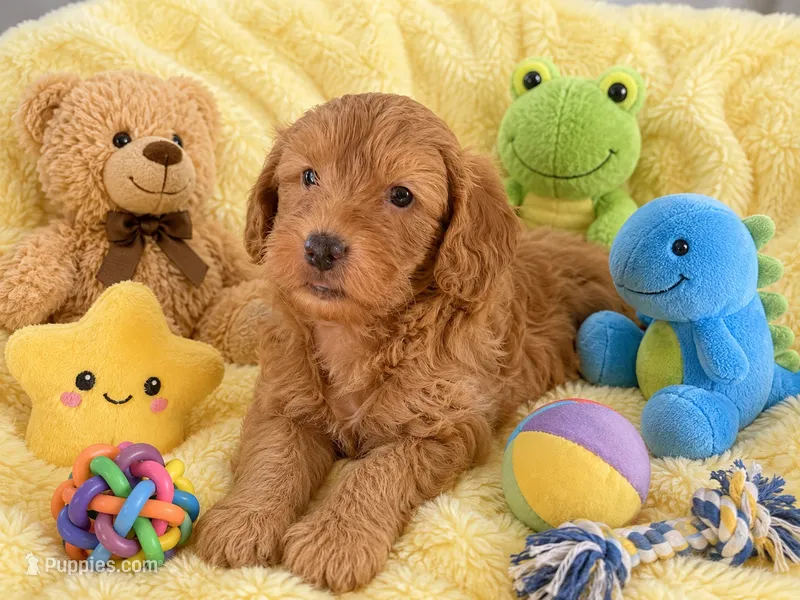 Philly – Miniature Goldendoodle puppy for sale in New Port Richey, FL