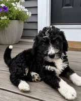 Rikki, a female Bernedoodle for sale in New Port Richey, FL – 1 of 2