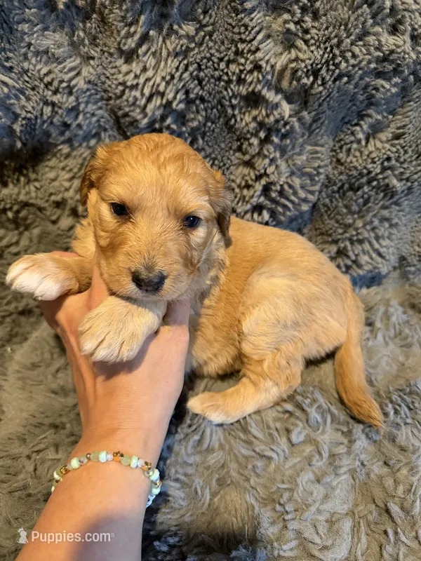 Bree – Aussiedoodle, Poodle - Standard  puppy for sale in New Port Richey, FL