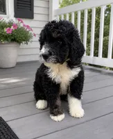 Reesah, a female Bernedoodle for sale in New Port Richey, FL – 2 of 6