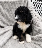 Reesah, a female Bernedoodle for sale in New Port Richey, FL – 3 of 6