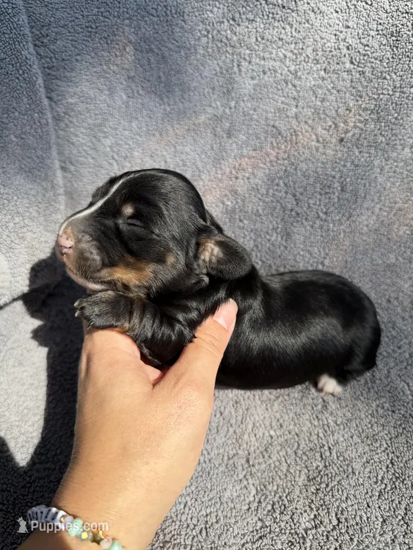 Flick – Miniature Dachshund puppy for sale in New Port Richey, FL