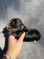 Flick, a male Miniature Dachshund for sale in New Port Richey, FL – 1 of 4
