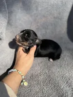 Flick, a male Miniature Dachshund for sale in New Port Richey, FL – 2 of 4