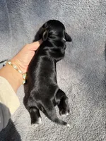 Flick, a male Miniature Dachshund for sale in New Port Richey, FL – 3 of 4