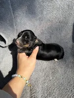 Flick, a male Miniature Dachshund for sale in New Port Richey, FL – 4 of 4