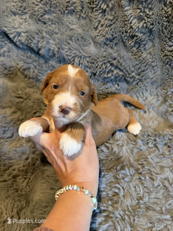 Emery – Miniature Goldendoodle puppy for sale in New Port Richey, FL