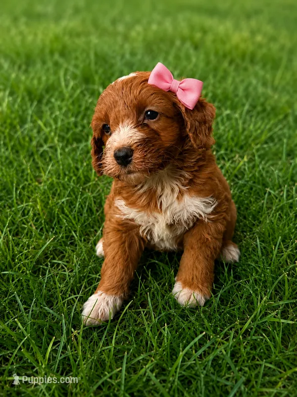 Emery – Miniature Goldendoodle puppy for sale in New Port Richey, FL