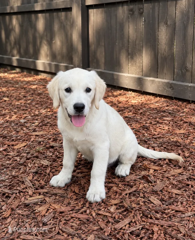 Violet – Golden Retriever, English Cream Golden Retriever puppy for sale in New Port Richey, FL