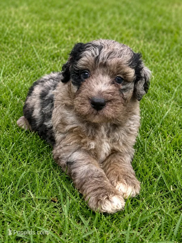 Calix F1bb – Miniature Bernedoodle puppy for sale in New Port Richey, FL