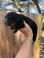 Flick AKC, a male Miniature Dachshund for sale in New Port Richey, FL – 6 of 6