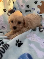 processed/c4e36716-89f0-4c47-ba05-c650dec672a0/listing/8f804cfe-7ae2-44a2-877d-6016bd9fca25/374bc421-c83a-4fca-be66-975d167f43ec