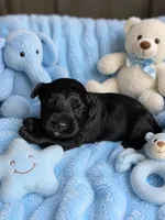 Orien Toy Aussiedoodle , a female Miniature Aussiedoodle for sale in New Port Richey, FL – 1 of 1