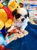 Xiomara, a female Shih Tzu for sale in New Port Richey, FL – Photo 3 of 5