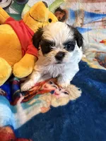 Xiomara, a female Shih Tzu for sale in New Port Richey, FL – Photo 4 of 5
