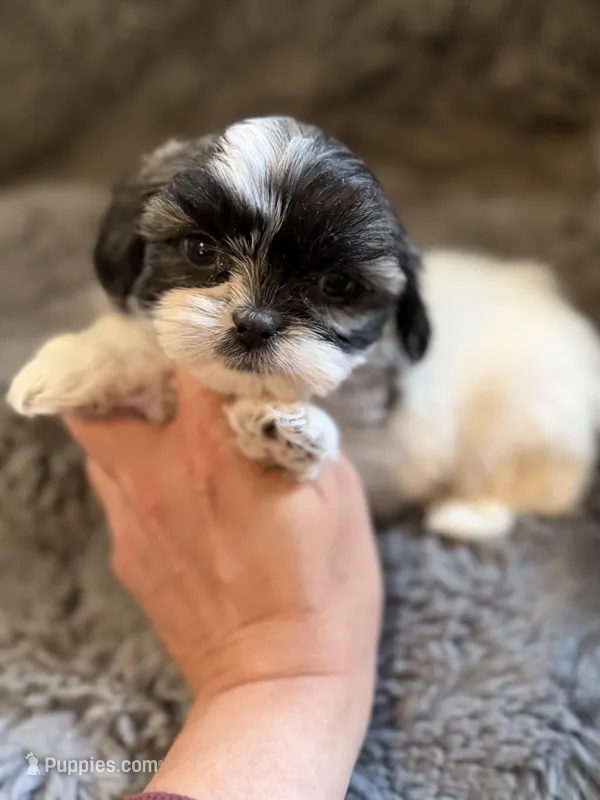 Xiomara – Shih Tzu puppy for sale in New Port Richey, FL