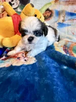 Xiomara, a female Shih Tzu for sale in New Port Richey, FL – Photo 2 of 5