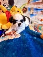 Xiomara, a female Shih Tzu for sale in New Port Richey, FL – Photo 1 of 5