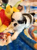 Xiomara, a female Shih Tzu for sale in New Port Richey, FL – Photo 5 of 5