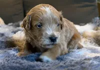 Volt, a male Miniature Goldendoodle for sale in New Port Richey, FL – Photo 1 of 2