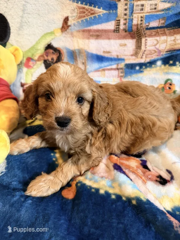 Volt – Miniature Goldendoodle puppy for sale in New Port Richey, FL