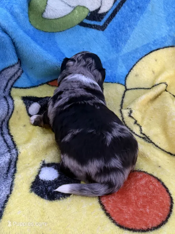Fernando – Miniature Dachshund puppy for sale in New Port Richey, FL