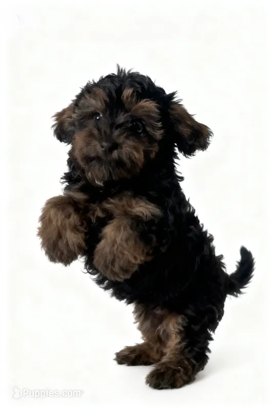 Kingsley – Yorkipoo, Poodle - Toy  puppy for sale in New Port Richey, FL