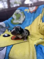 Fernando, a male Miniature Dachshund for sale in New Port Richey, FL – 8 of 9