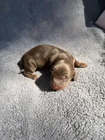 Johnny, a male Miniature Dachshund for sale in New Port Richey, FL – 3 of 4