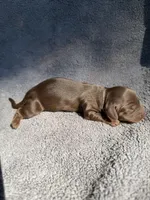 Johnny, a male Miniature Dachshund for sale in New Port Richey, FL – 4 of 4