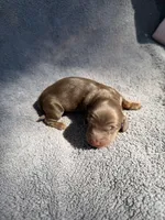 Johnny, a male Miniature Dachshund for sale in New Port Richey, FL – 2 of 4