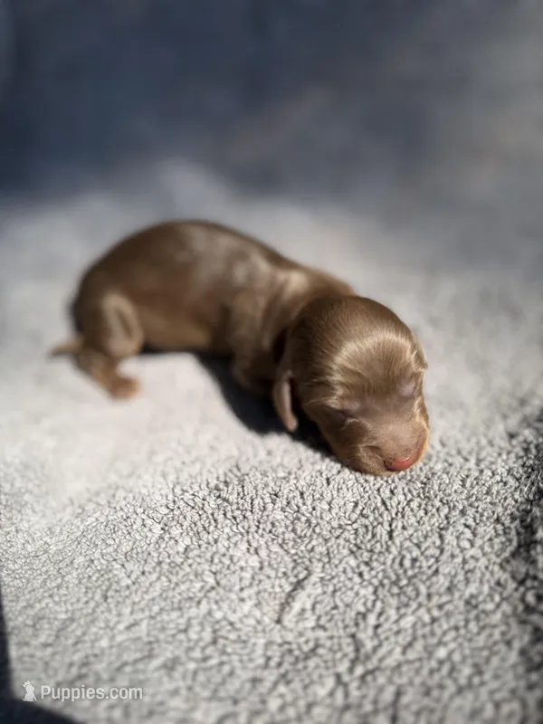 Johnny – Miniature Dachshund puppy for sale in New Port Richey, FL