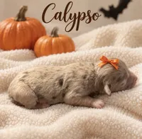 Calypso, a female Miniature Aussiedoodle for sale in New Port Richey, FL – 2 of 2