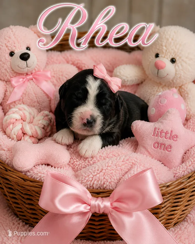 Rhea – Bernedoodle puppy for sale in New Port Richey, FL